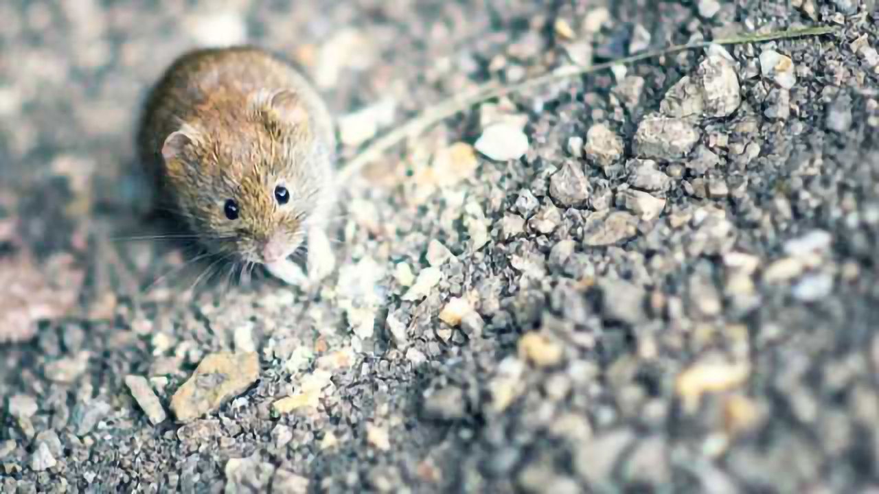 Study reveals how feedback from the cortex helps mammals make fine distinctions about odors