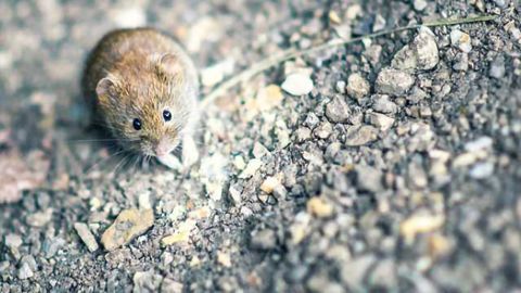 Study reveals how feedback from the cortex helps mammals make fine distinctions about odors