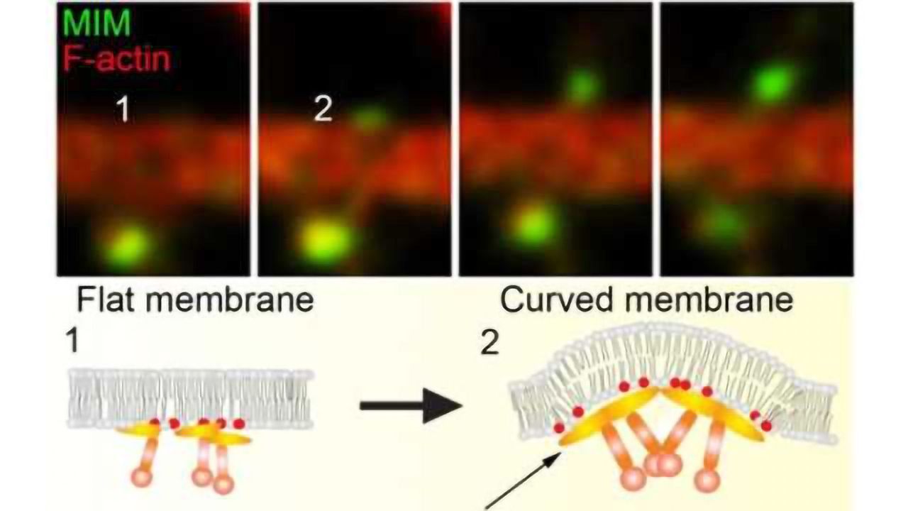 An initiation mechanism for dendritic spines discovered