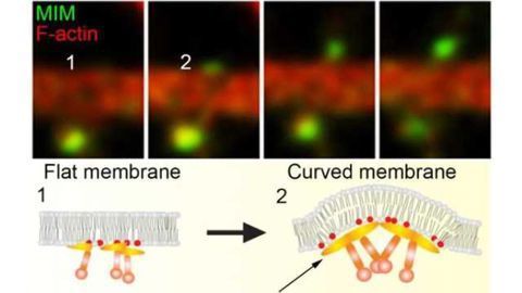 An initiation mechanism for dendritic spines discovered