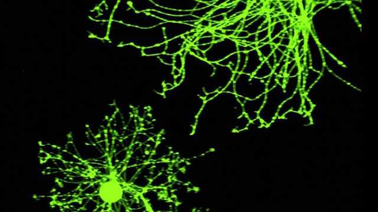 Recovery of sensory function by stem cell transplants