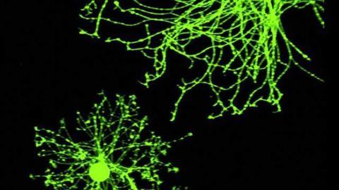 Recovery of sensory function by stem cell transplants