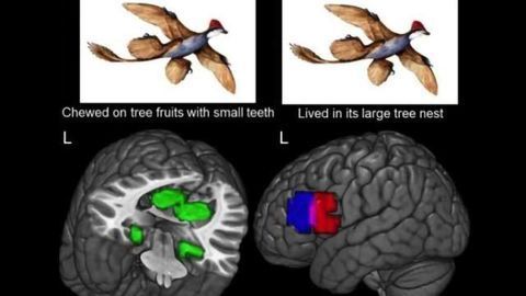 Scientists gain first glimpse of new concepts developing in the brain
