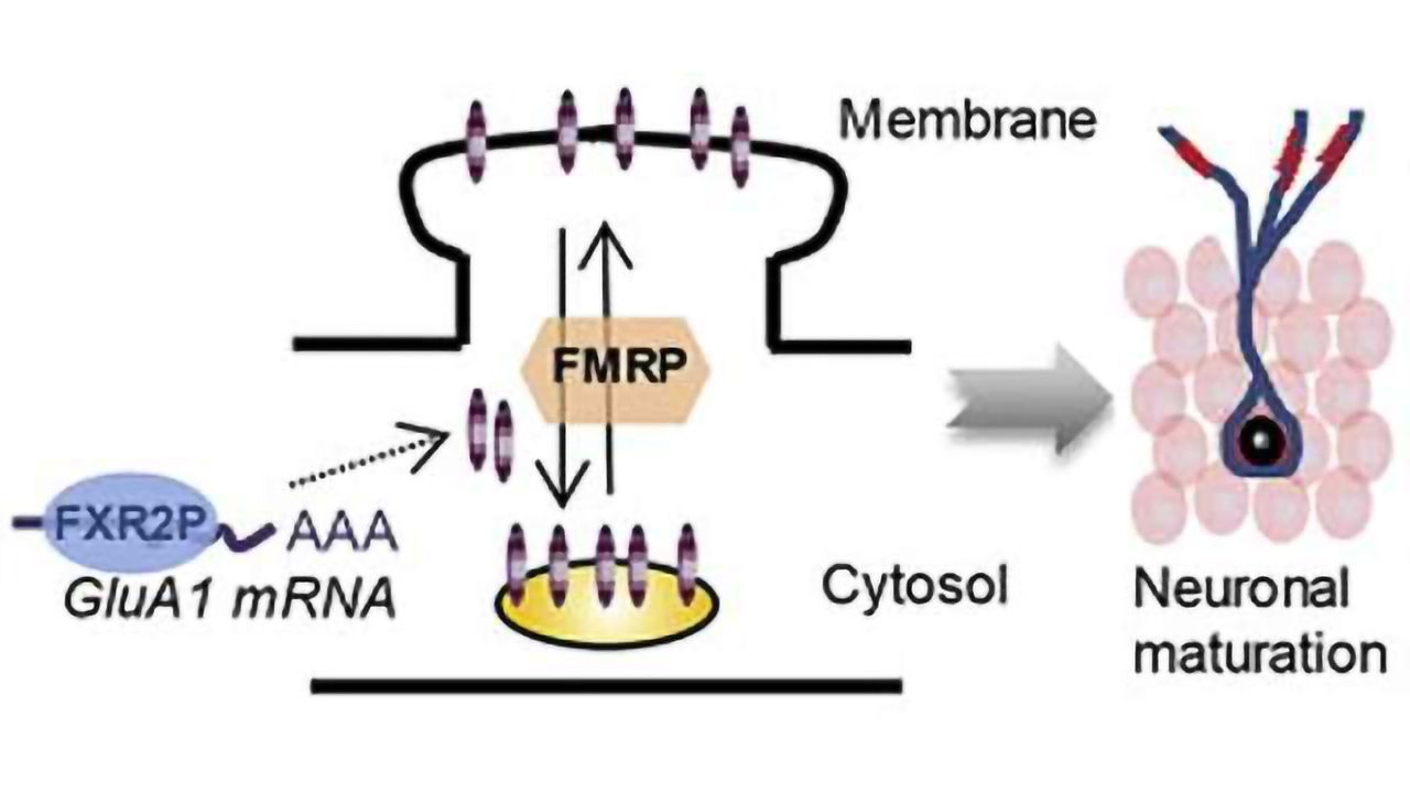 Fragile X proteins involved in proper neuron development