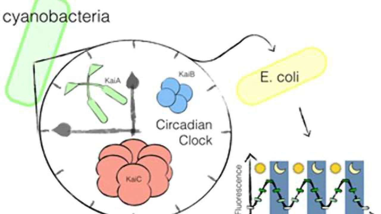Setting the circadian clock