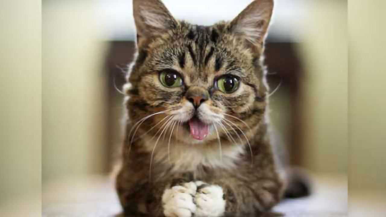 Not-so-guilty pleasure: Viewing cat videos boosts energy and positive emotions, study finds