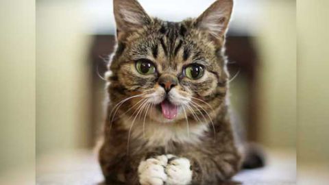 Not-so-guilty pleasure: Viewing cat videos boosts energy and positive emotions, study finds