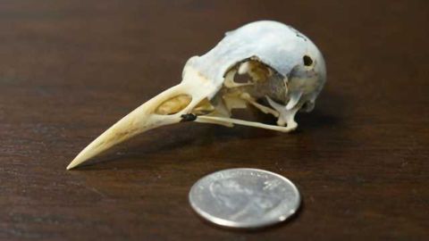 The challenge of measuring a bird brain