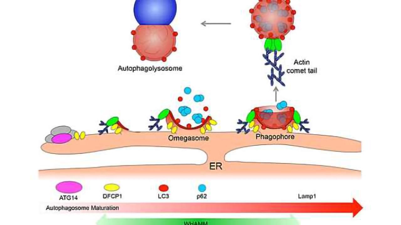 Protein 'comet tails' propel cell recycling process