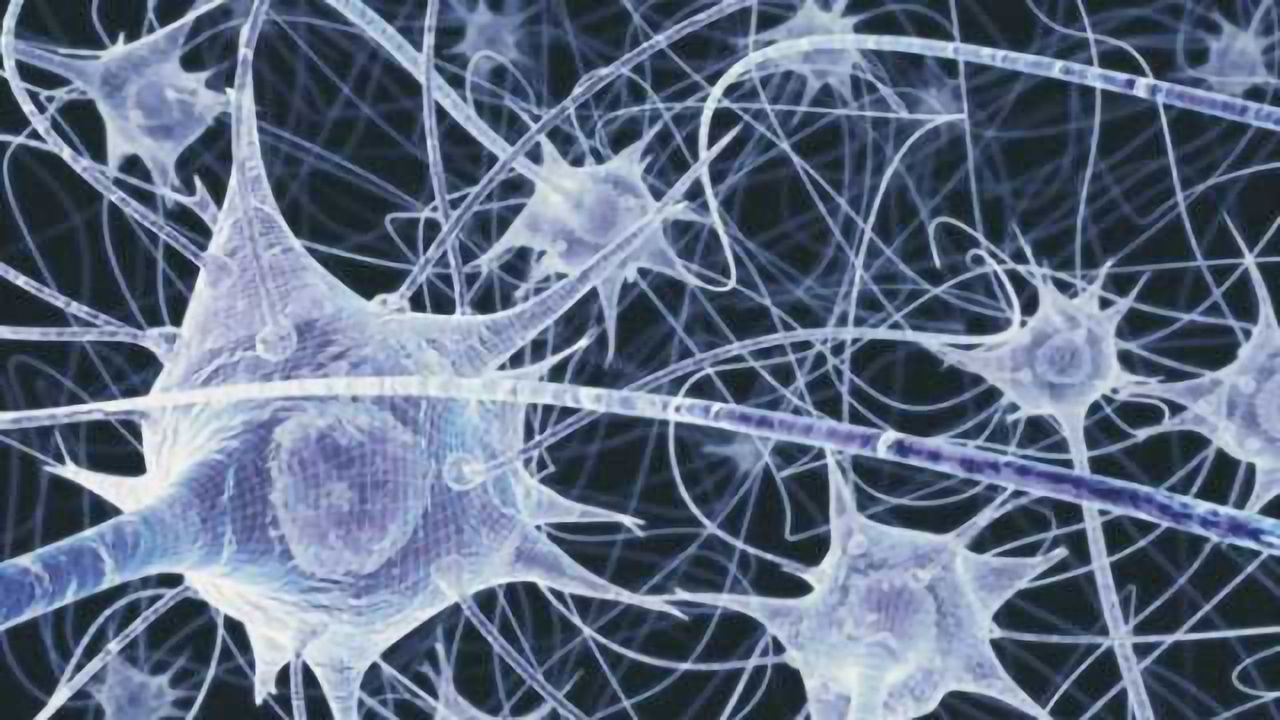Culturing the connectome