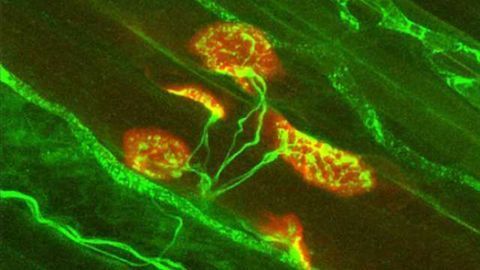 Research sheds light on how neurons control muscle movement