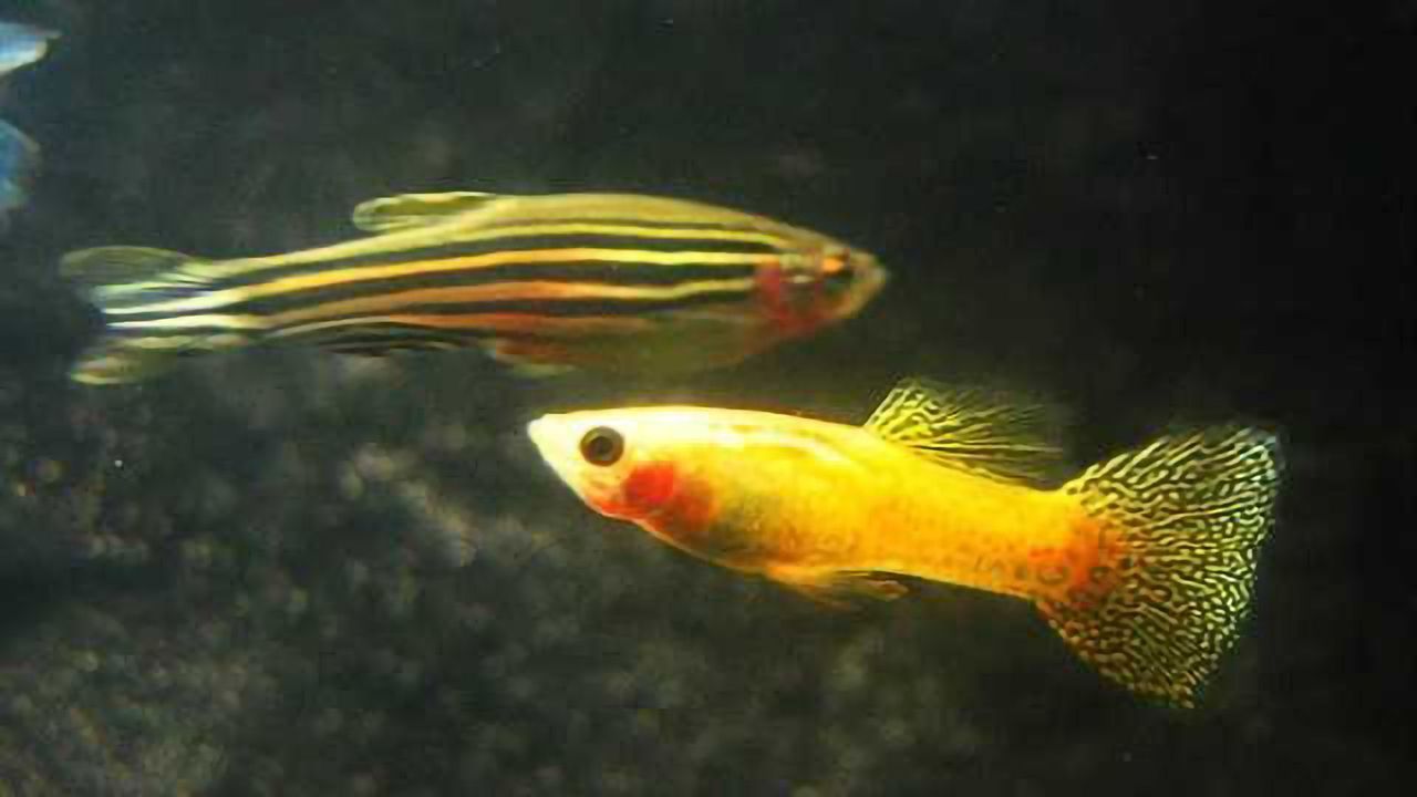 Single gene controls fish brain size and intelligence