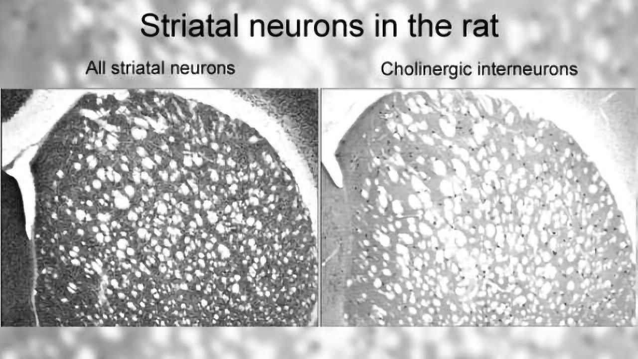 Rare neurons enable mental flexibility