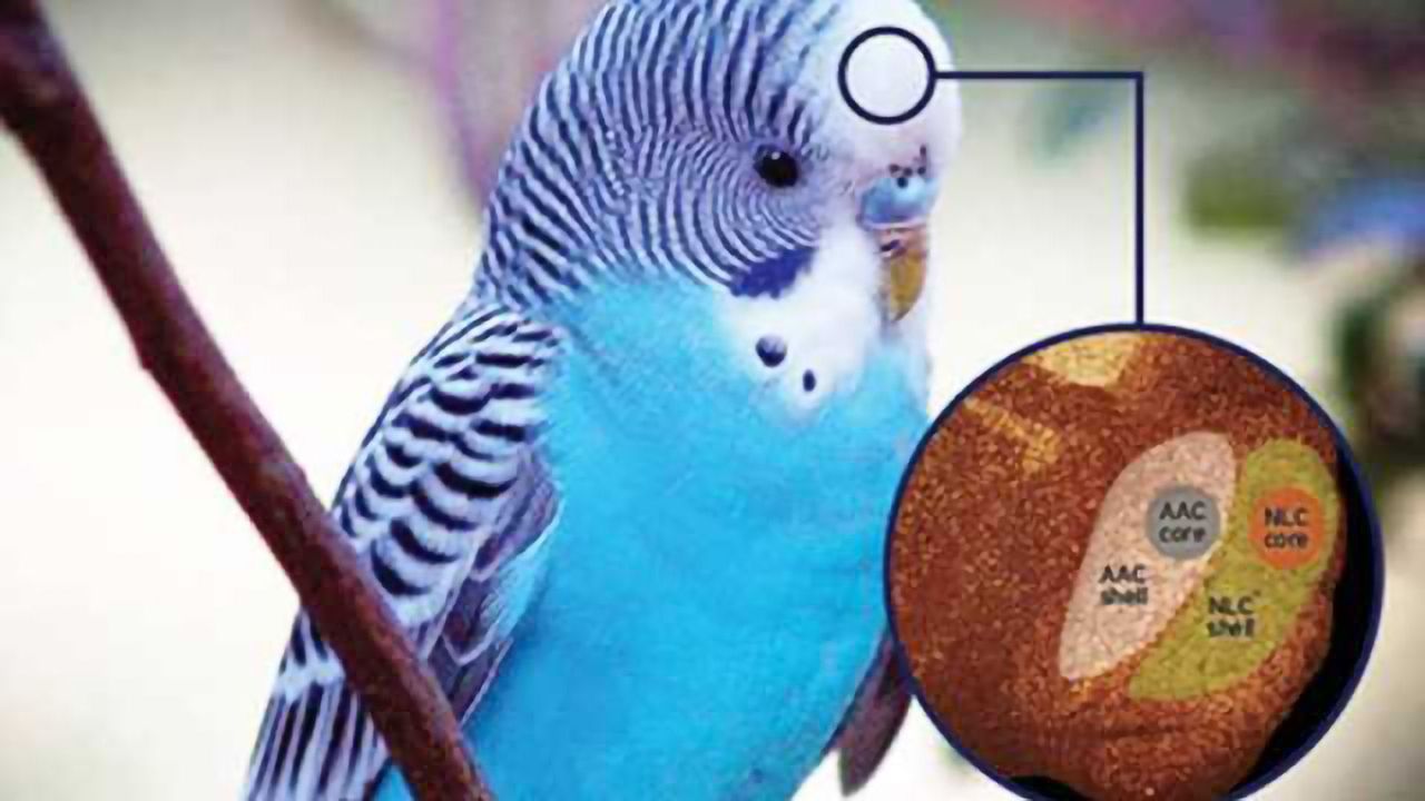 Study hints at why parrots are great vocal imitators