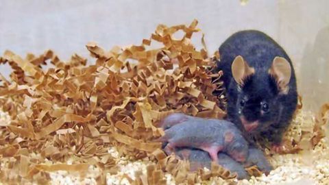 Animal study finds males may contribute to offspring's mental development before pregnancy