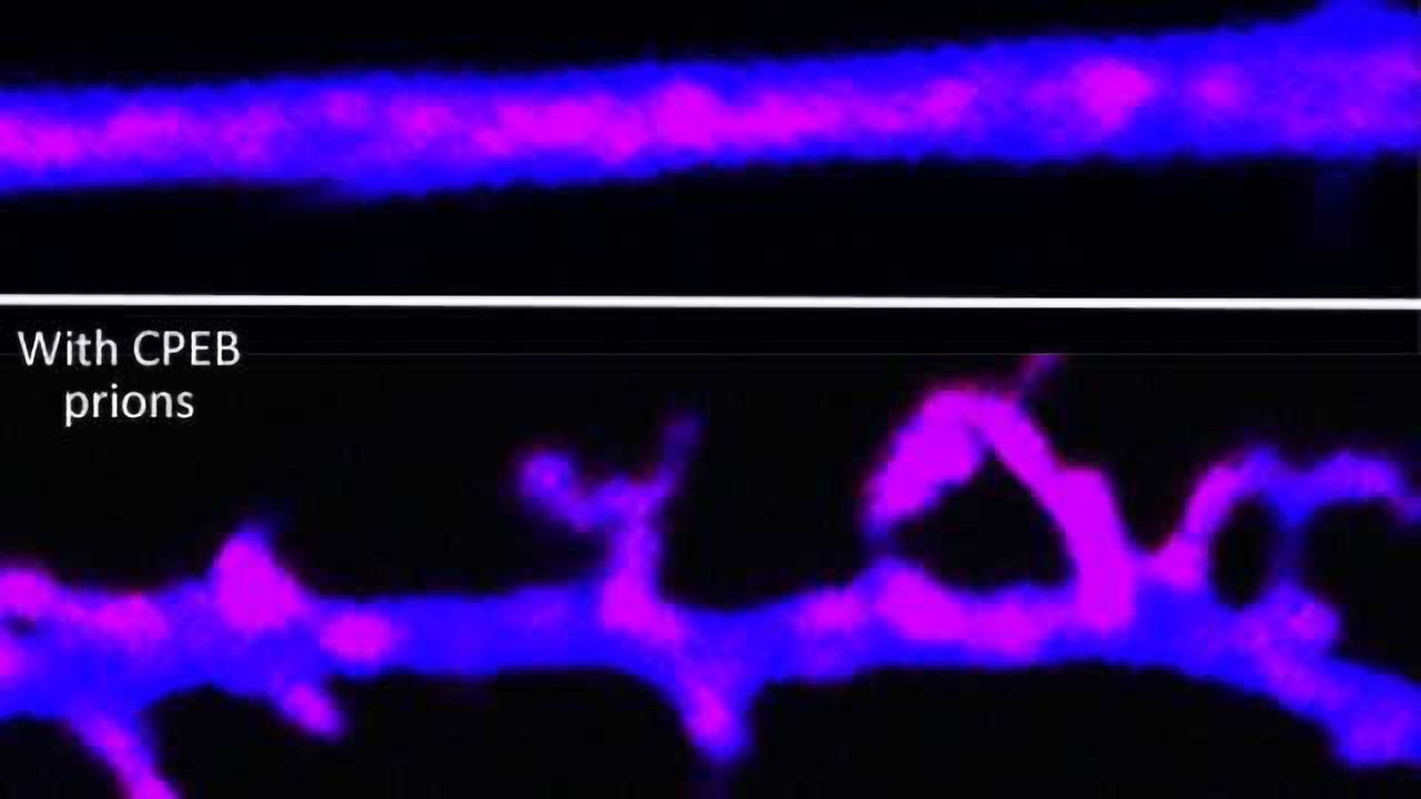 Long-term memories are maintained by prion-like proteins
