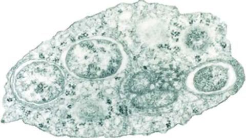 Infection with Wolbachia bacteria curbs fighting among fruit flies