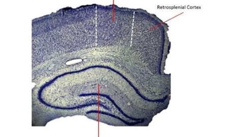 'Conjunction junction' for brain's navigation function identified