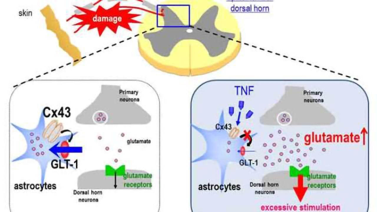 New molecular mechanism of neuropathic pain in mice
