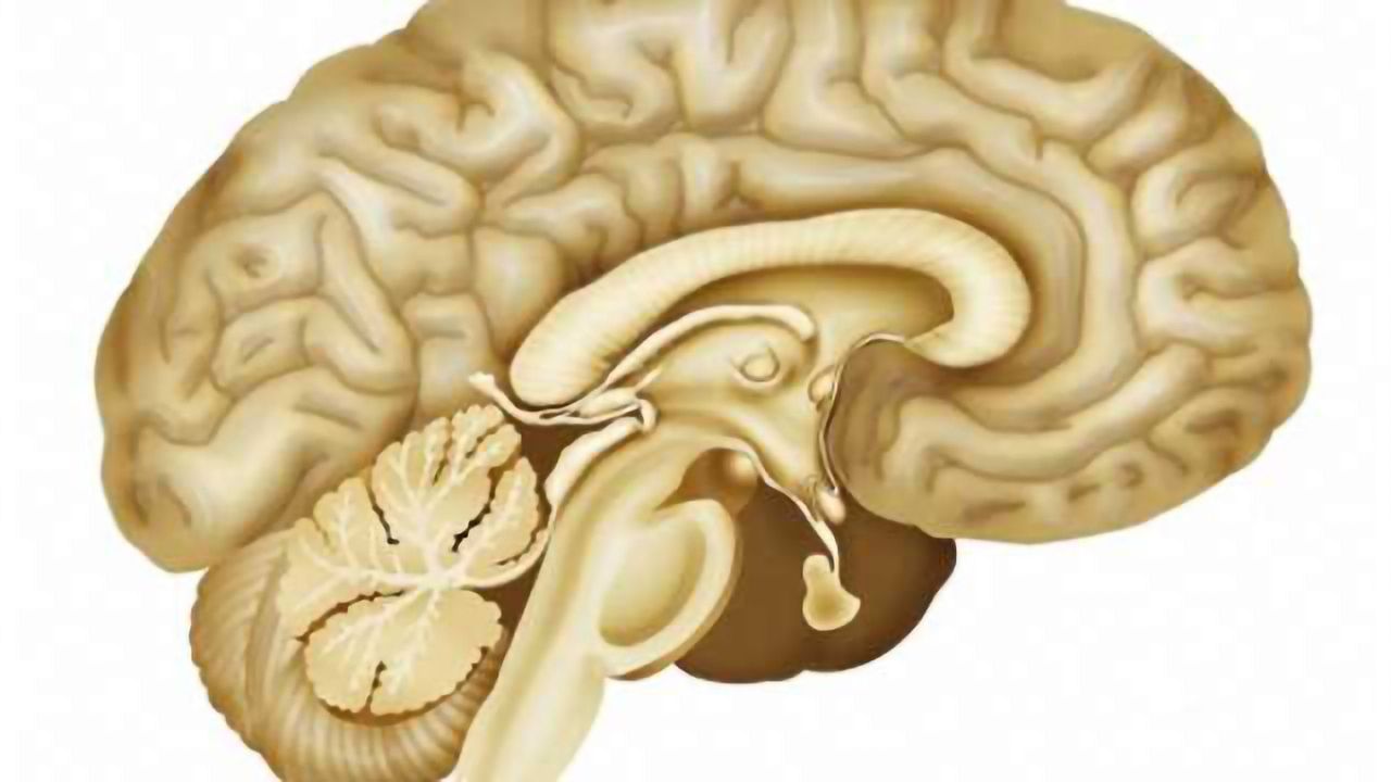 Researchers stimulate human amygdala for first time; breathing loss recorded