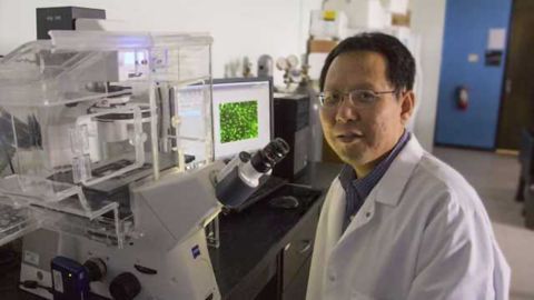 Electrical signals could help repair injured spinal cords
