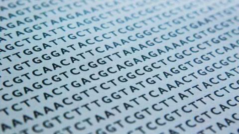 Scientists identify schizophrenia's 'Rosetta Stone' gene