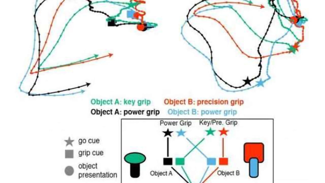 Research grasps how the brain plans gripping motion