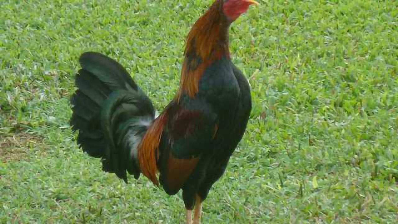 Bossy cock takes the lead vocal of cock-a-doodle-do ~Social ranking in roosters affects order of crowing~