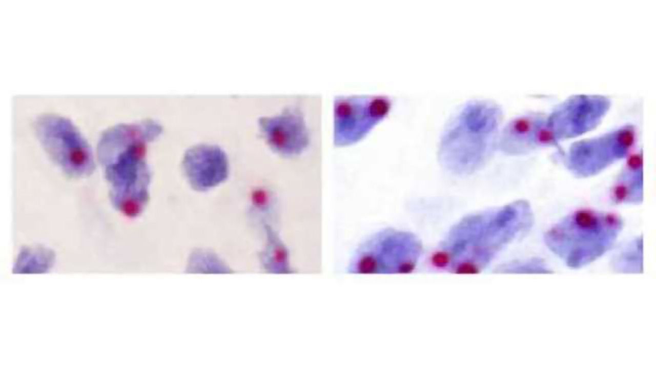 Genetic Tug of War in the Brain Influences Behavior