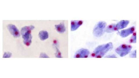 Genetic Tug of War in the Brain Influences Behavior