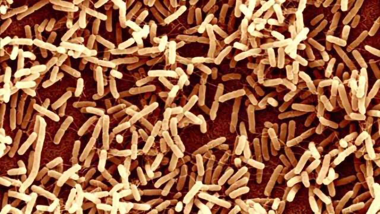 Gut microbes affect circadian rhythms in mice, study says