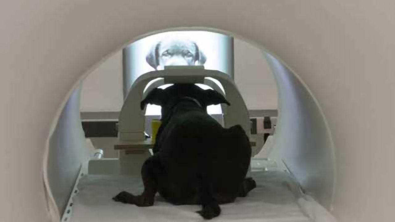 Dogs process faces in specialized brain area, study reveals