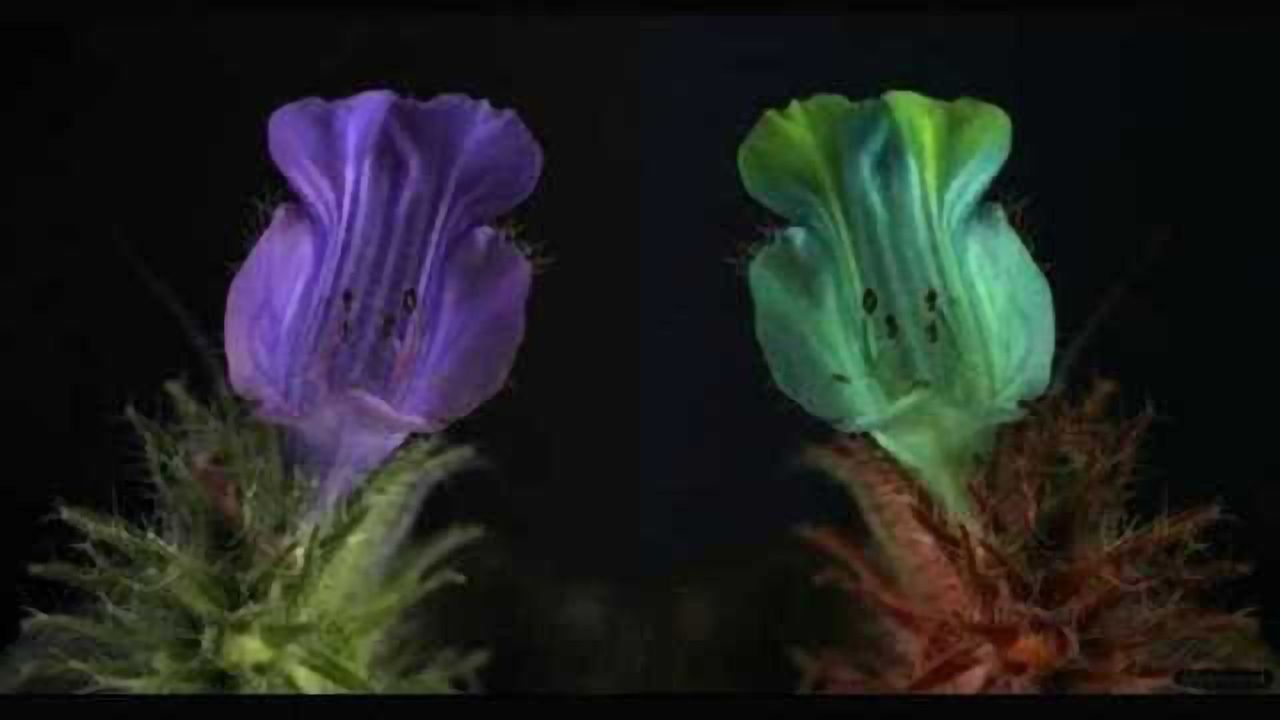 Animal-eye view of the world revealed with new visual software