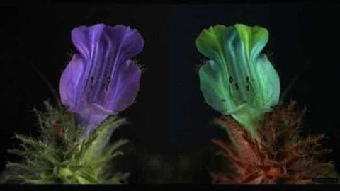 Animal-eye view of the world revealed with new visual software