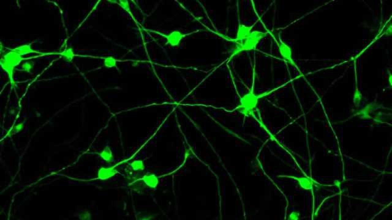 Chemical-only cell reprogramming transforms human and mouse skin cells into neurons