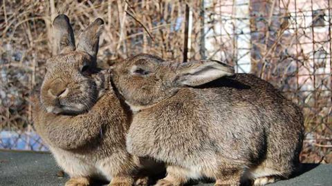Why it's hard to make a bunny mad: Examining prion disease resistance in rabbits