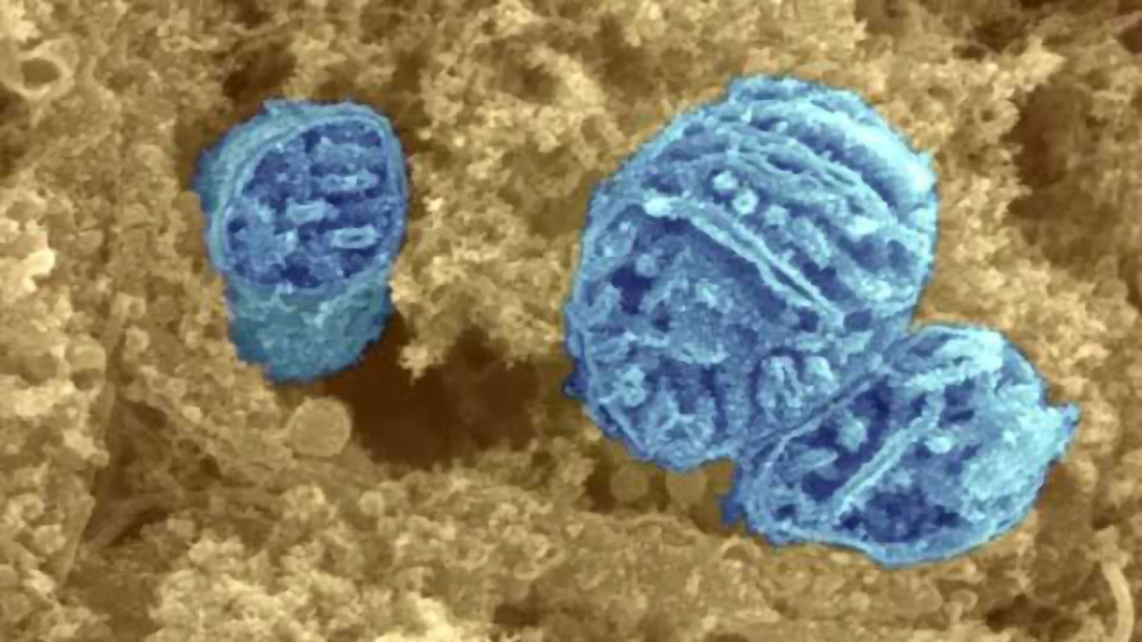 Study suggests potential new pathway to target for treating ALS