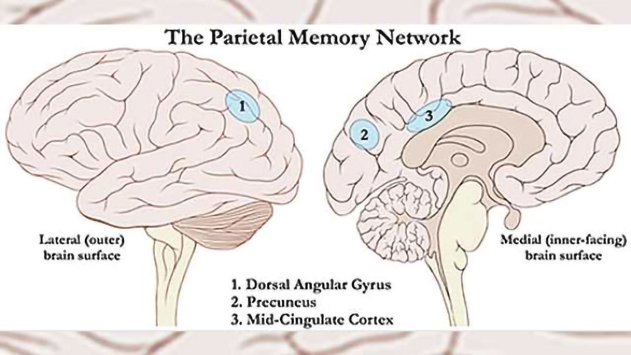 Newly discovered brain network recognizes what’s new, what’s familiar