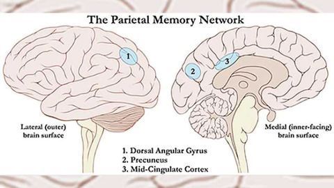 Newly discovered brain network recognizes what’s new, what’s familiar