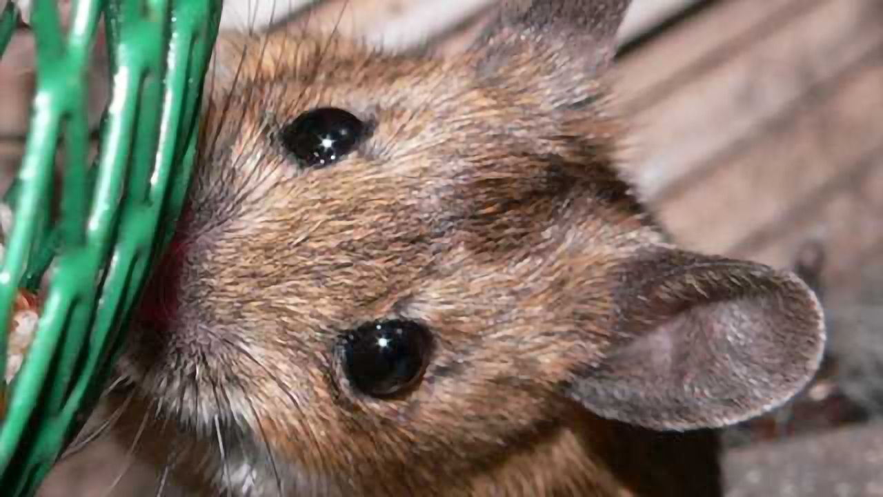 “Brainy” mice raise hope of better treatments for cognitive disorders