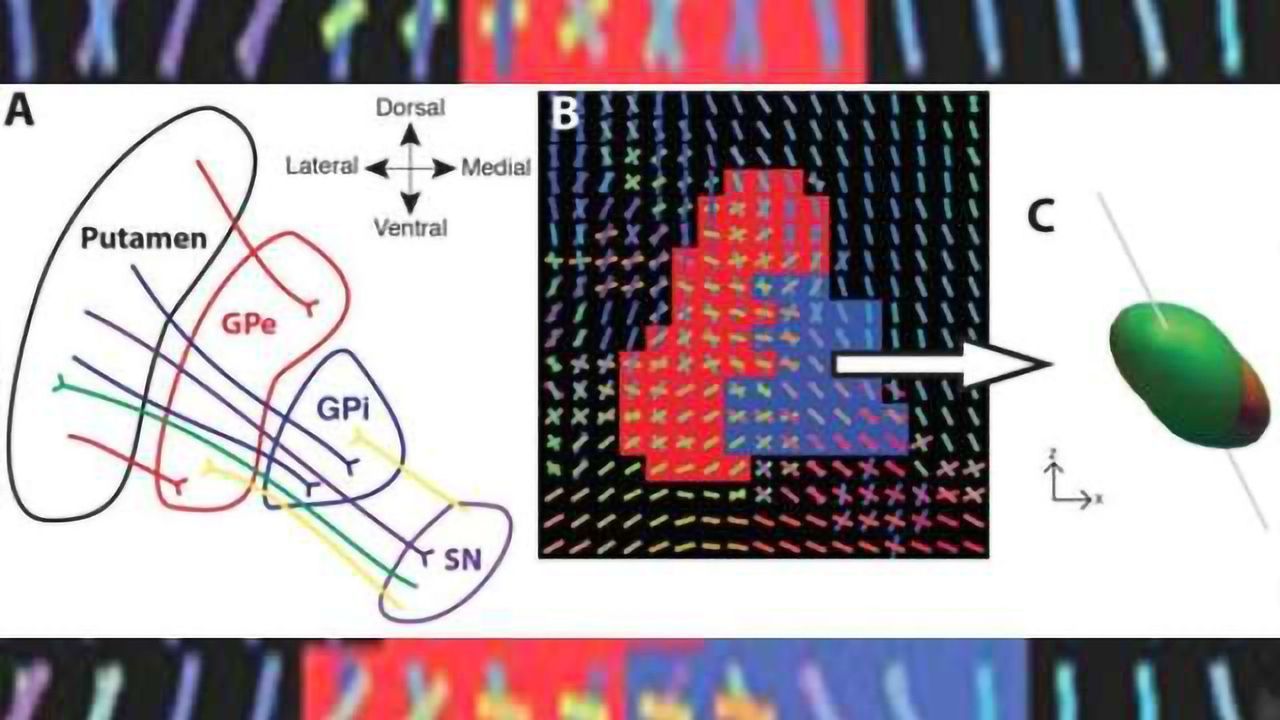 Scientists visualize critical part of basal ganglia pathways