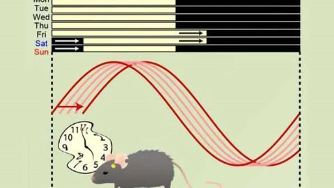 Altering daily light-dark cycles affects fertility in middle-aged female mice