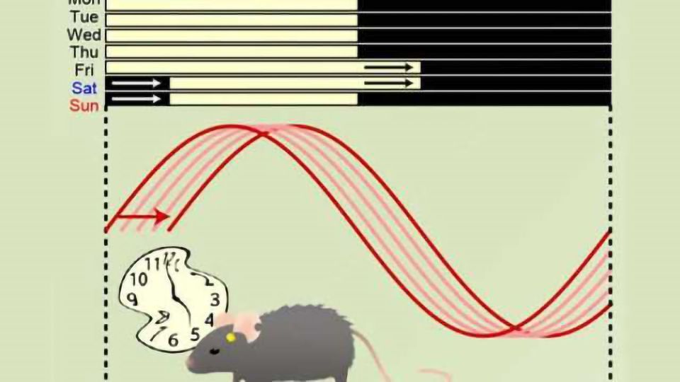 Altering daily light-dark cycles affects fertility in middle-aged female mice content piece image