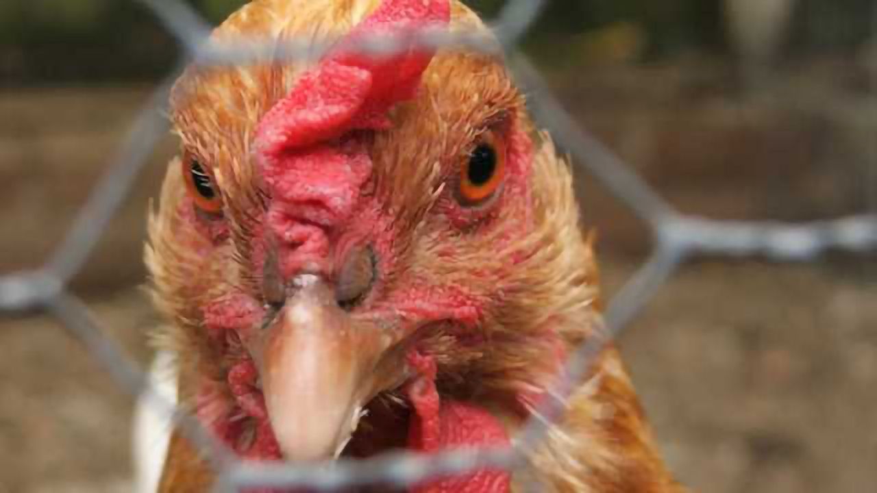 Why we're smarter than chickens