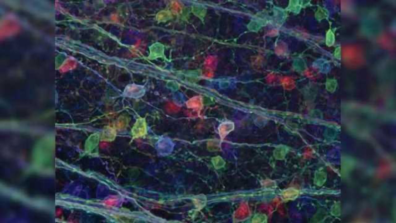 'Brainbow' reveals startling data about visual connections in brain