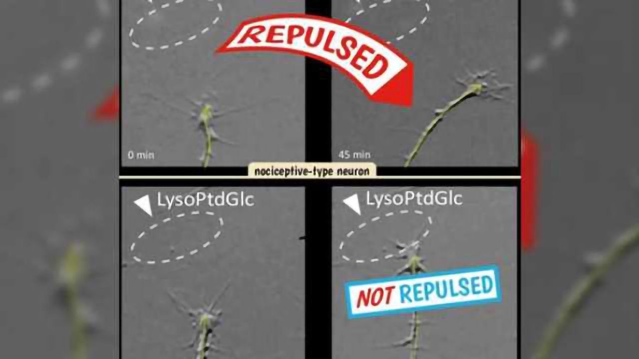 Glial cells use lipids to direct neuron organization in the spinal cord