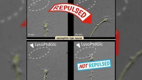 Glial cells use lipids to direct neuron organization in the spinal cord