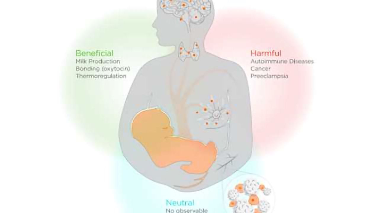 Fetal cells influence mom's health during pregnancy — and long after