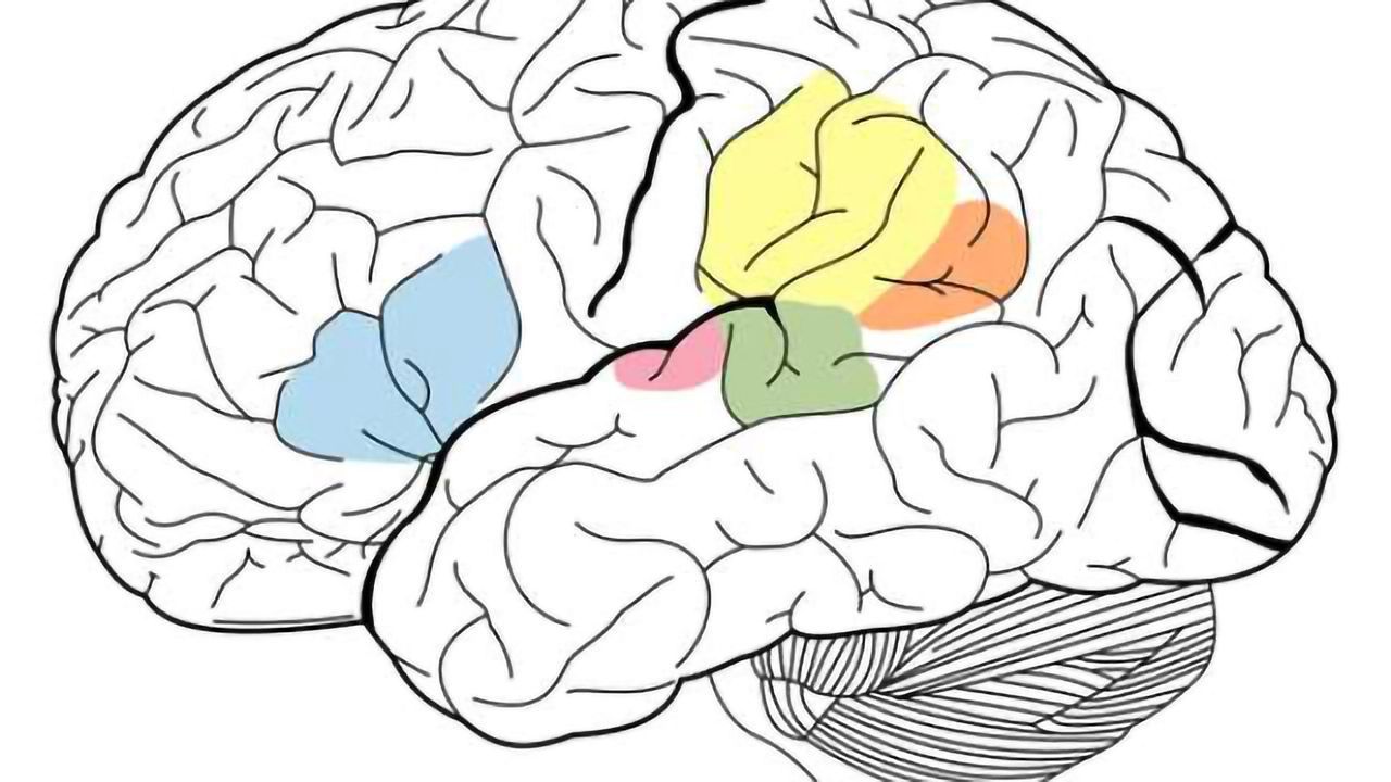 Testosterone therapy changes brain structures in female-to-male transsexuals