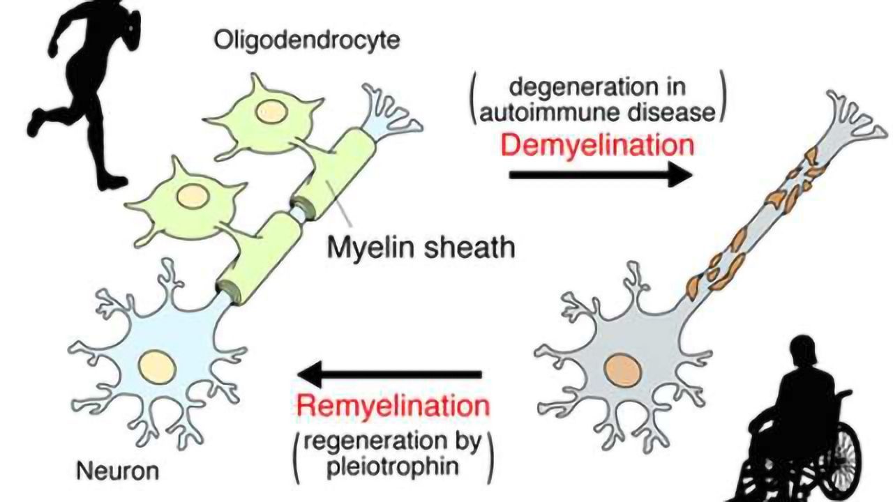 Elucidation of the molecular mechanisms involved in remyelination